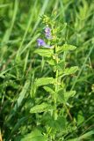 Scutellaria dubia