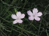 Dianthus rigidus