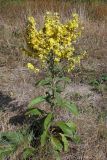 Verbascum lychnitis. Цветущее растение. Ростовская обл., Неклиновский р-н, Носовское с/п, Камышовая балка. 08.09.2012.