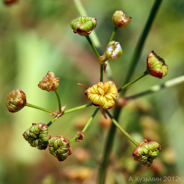 Изображение особи Alisma plantago-aquatica.