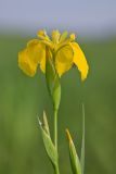 Iris pseudacorus