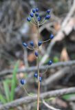 Clintonia udensis