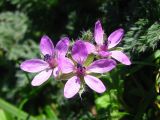 Erodium cicutarium