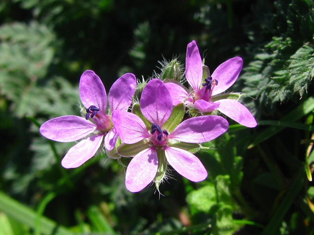 Изображение особи Erodium cicutarium.