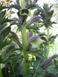 Acanthus syriacus. Часть цветущего побега. Израиль, Северный Негев, лес Лаав. 05.03.2013.