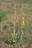 Verbascum undulatum. Цветущее растение в петрофитной степи. Севастополь, Караньское плато. 10.05.2013.