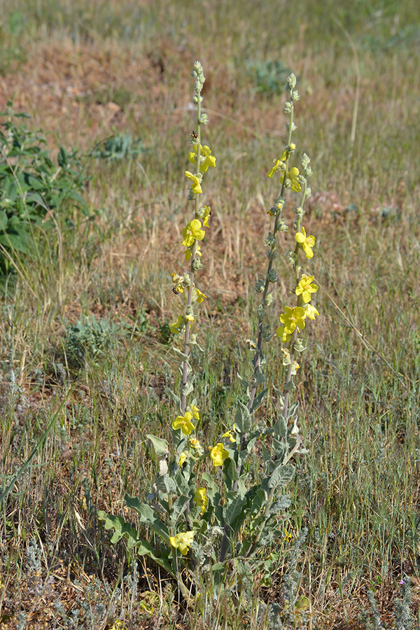 Изображение особи Verbascum undulatum.