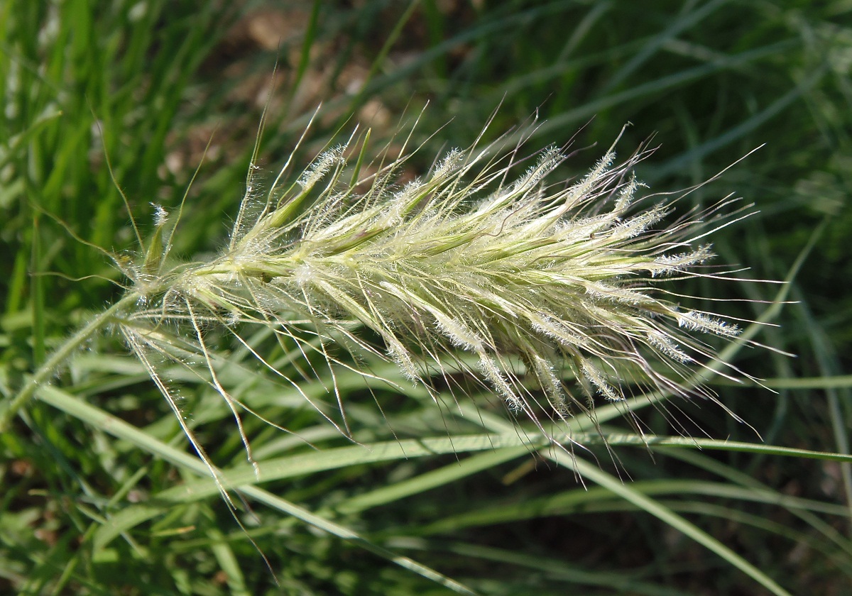 Изображение особи Pennisetum villosum.