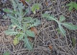 Achillea holosericea