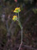 Bupleurum brachiatum