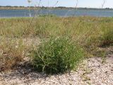 Diplotaxis tenuifolia