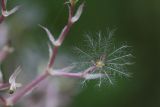 Valeriana transjenisensis. Часть соплодия. Республика Бурятия, Баунтовский эвенкийский р-н, пос. Северный, подворье. 04.08.2013.