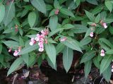 Impatiens glandulifera. Часть цветущего растения. Иркутск, берег Ангары, у ж.-д. насыпи. 14.08.2012.