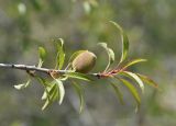 Amygdalus fenzliana