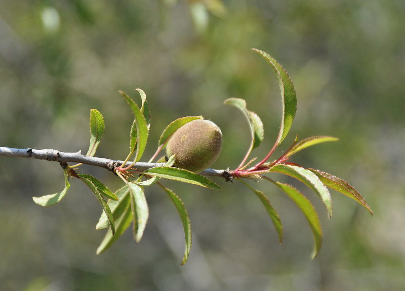 Изображение особи Amygdalus fenzliana.