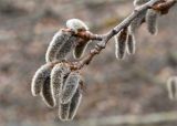 Populus tremula