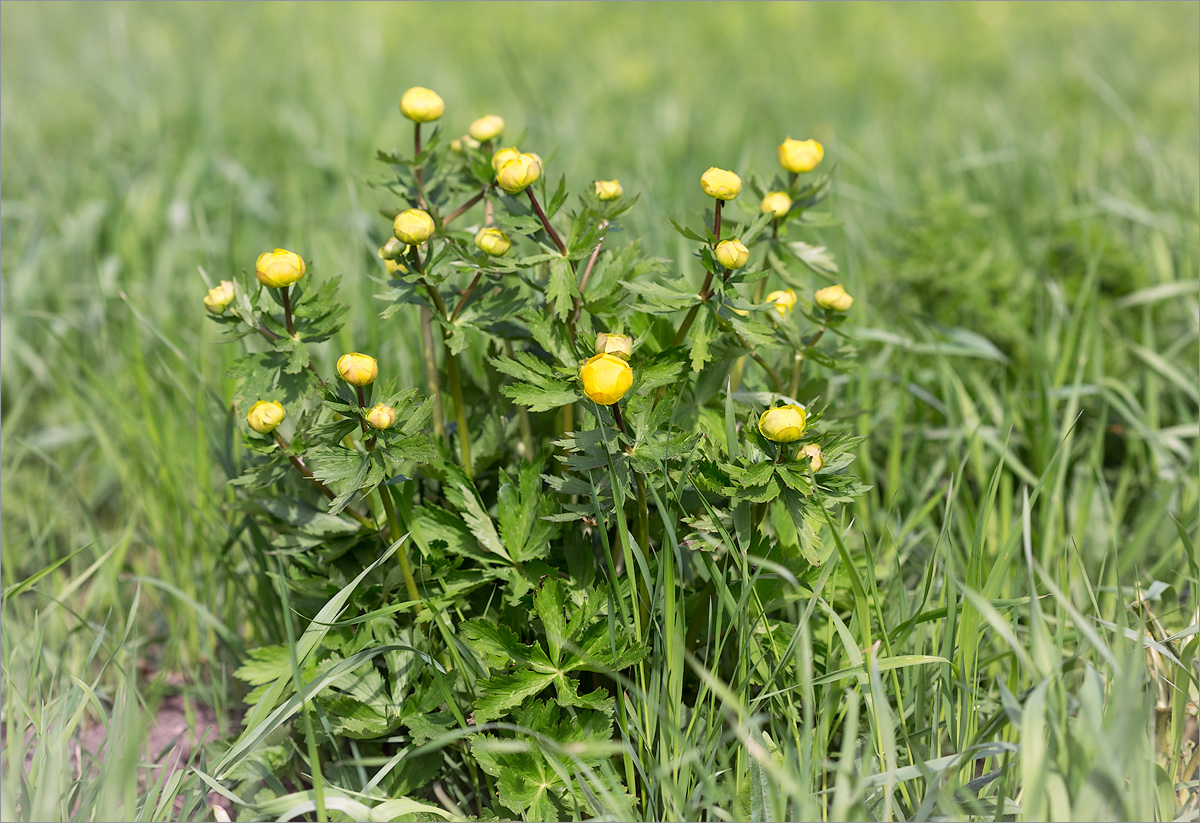 Изображение особи Trollius europaeus.