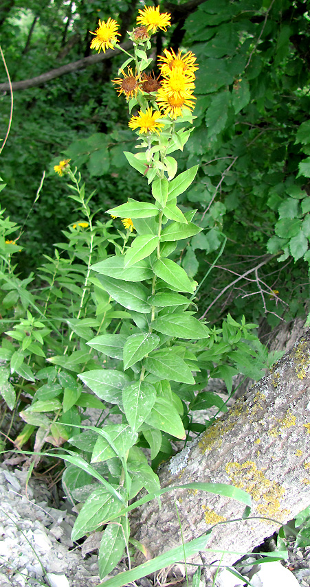 Image of Inula aspera specimen.