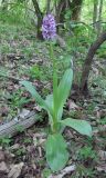 Orchis purpurea ssp. caucasica