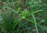 Cyperus eragrostis