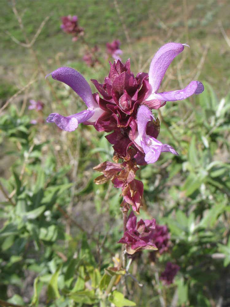 Изображение особи Salvia canariensis.