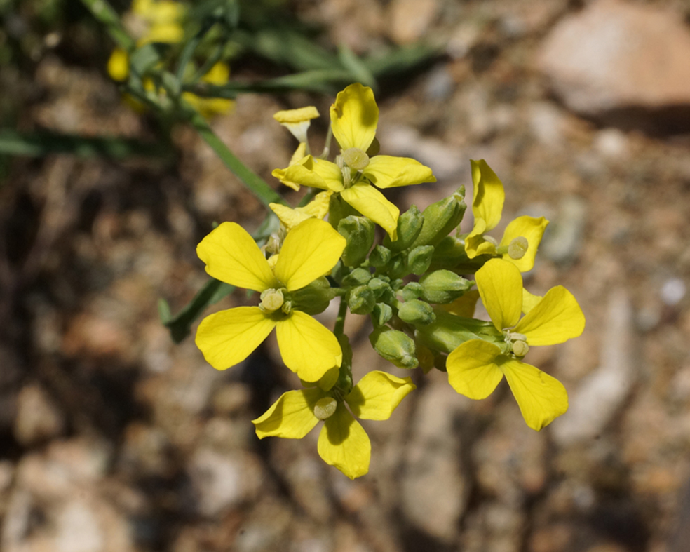 Изображение особи Erysimum canescens.