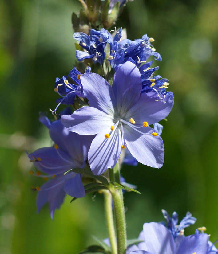 Изображение особи Polemonium caucasicum.