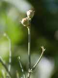 Dodartia orientalis