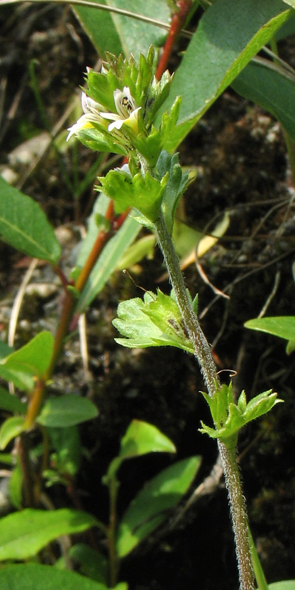 Изображение особи Euphrasia wettsteinii.