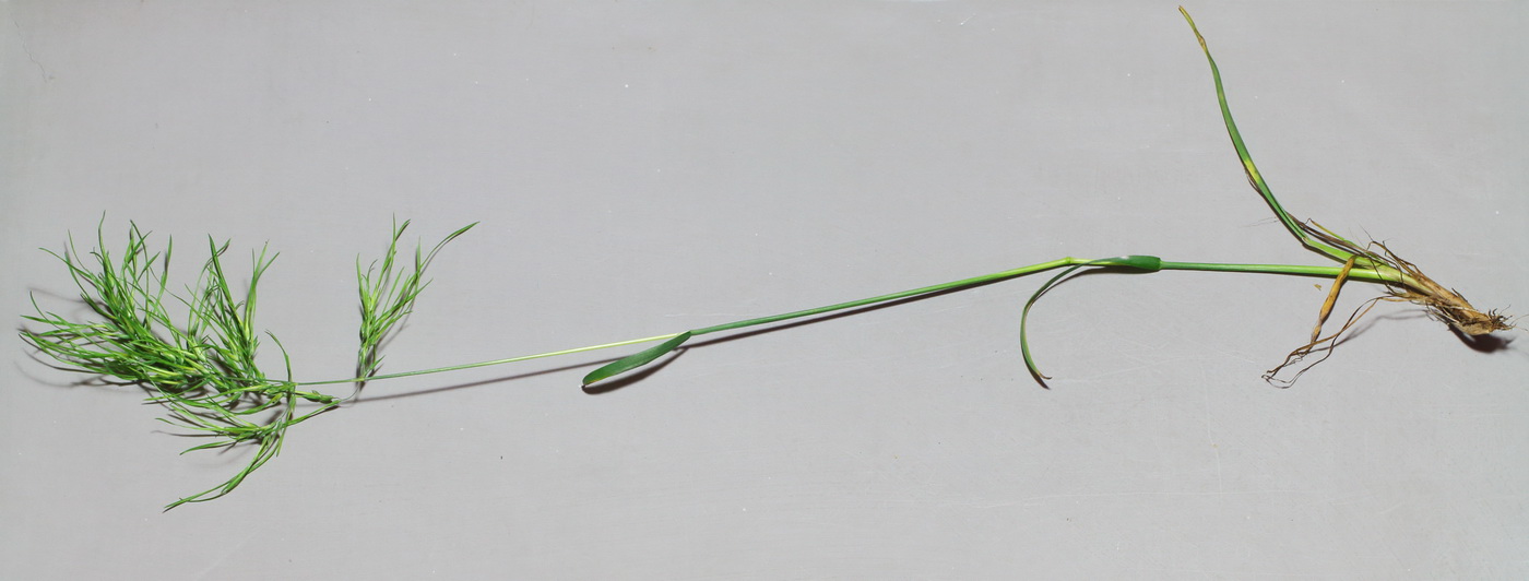 Image of Poa bulbosa ssp. vivipara specimen.