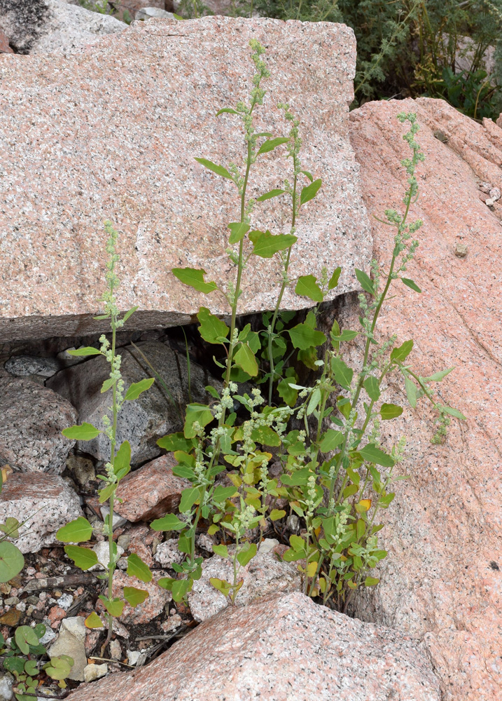 Изображение особи Chenopodium album.