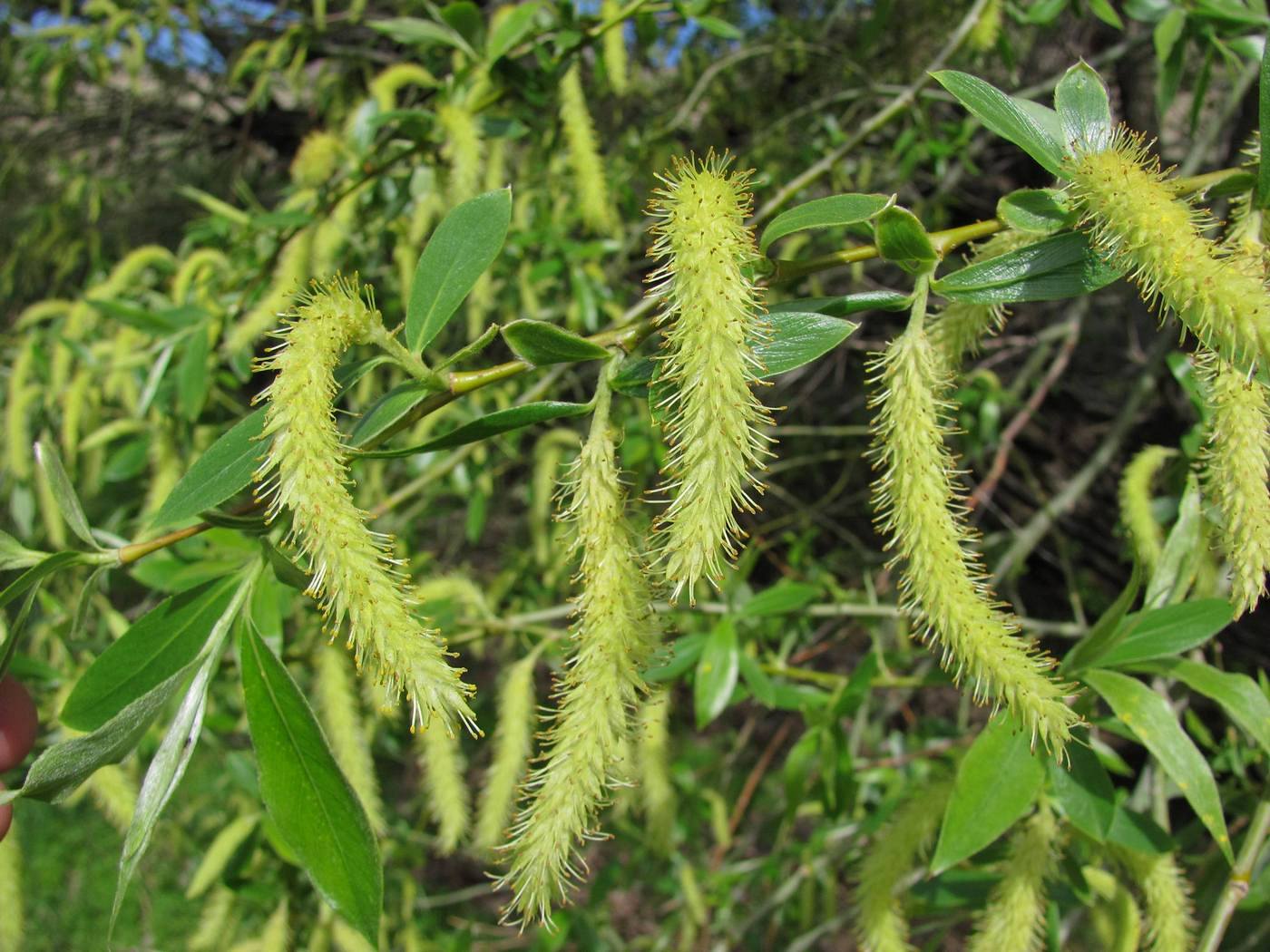 Image of Salix excelsa specimen.