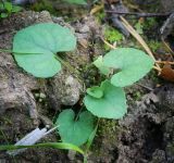 Viola rupestris