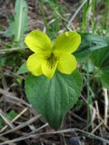 Viola acutifolia. Цветок и листья. Казахстан, Сев. Тянь-Шань, хр. Кетмень, окр. рудника \"Туюк\", под пологом ельников на склоне сев. экспозиции, ≈ 2000 м н.у.м. 21 мая 2011 г.