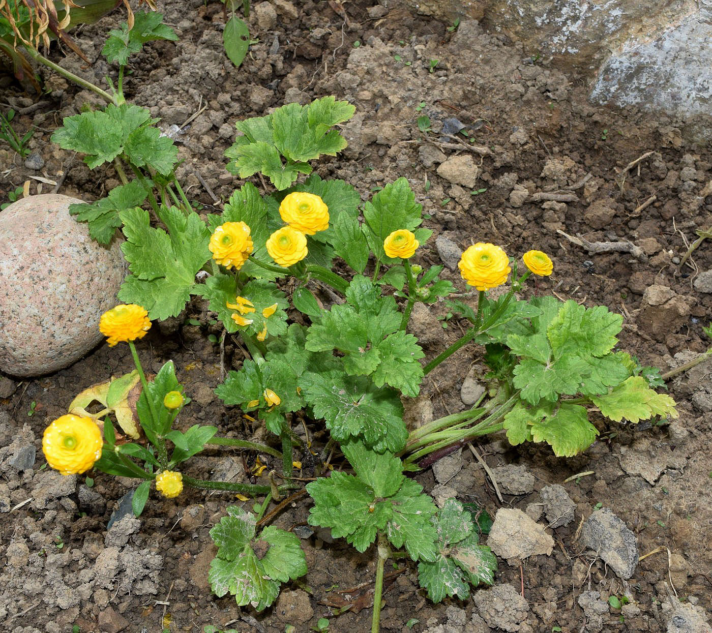 Изображение особи Ranunculus repens.