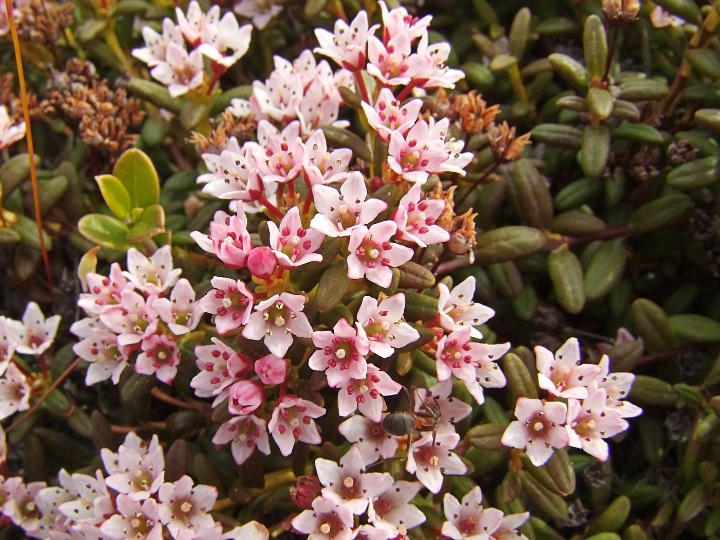 Image of Loiseleuria procumbens specimen.