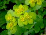 Chrysosplenium alternifolium