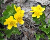 Caltha polypetala