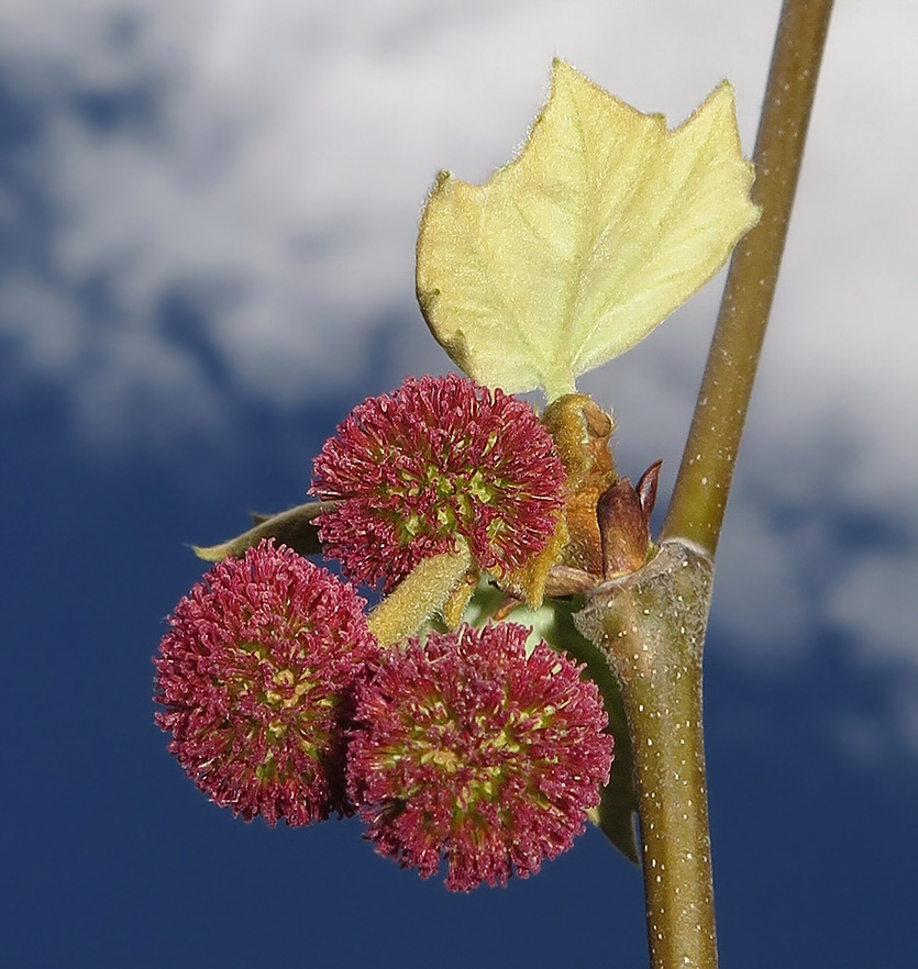 Изображение особи Platanus orientalis.