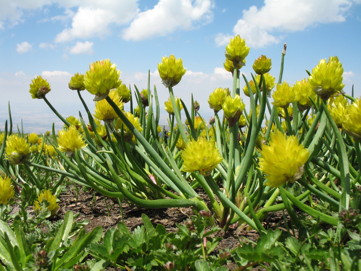 Изображение особи Allium fedtschenkoanum.