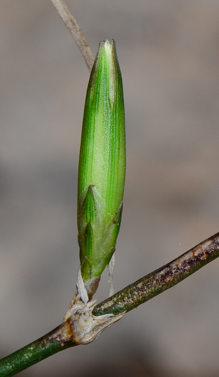 Изображение особи Dianthus strictus.