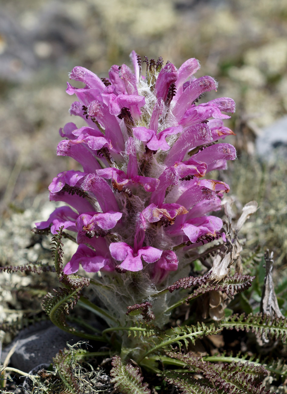 Изображение особи Pedicularis alopecuroides.