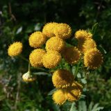 Tanacetum vulgare. Соцветия. Свердловская обл., окр. г. Североуральск, опушка сосново-елового леса. 19.07.2017.