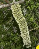 Hakea chordophylla