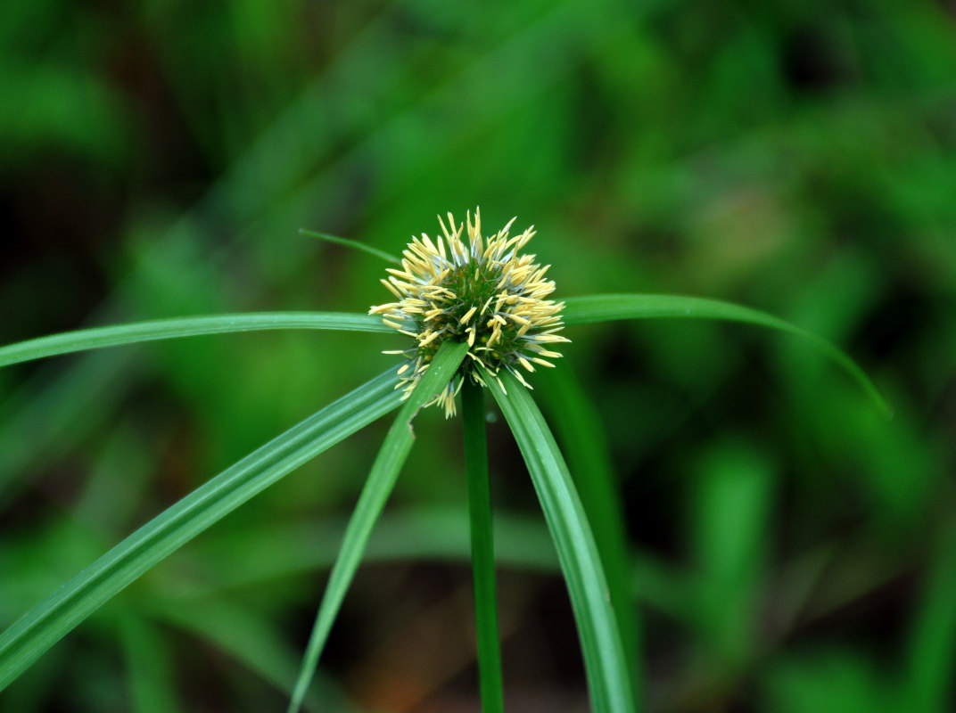 Изображение особи Kyllinga polyphylla.