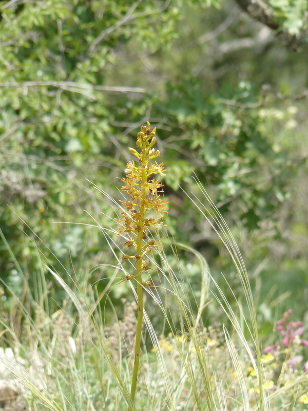 Изображение особи Eremurus thiodanthus.