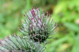 Arctium tomentosum. Развивающееся соцветие. Москва, Новогиреево, западный берег Б. Перовского пруда. 05.07.2018.