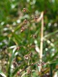 Thalictrum alpinum. Верхушка соцветия. Магаданская обл., окр. г. Магадан, п-ов Старицкого, кустарничково-моховая тундра. 07.07.2018.