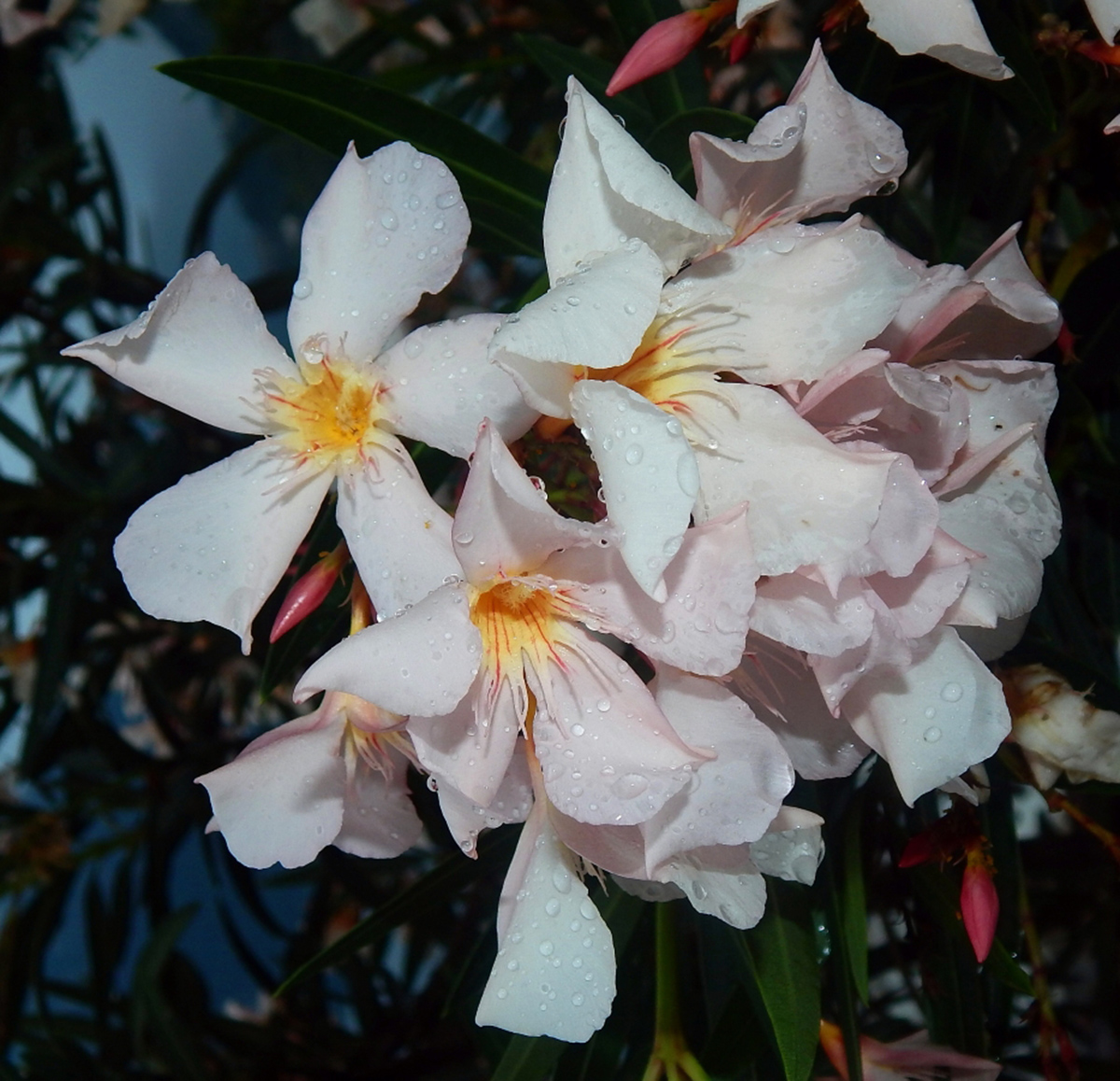 Изображение особи Nerium oleander.