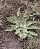 род Verbascum